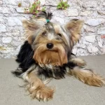 Venta de Yorkshire Terrier